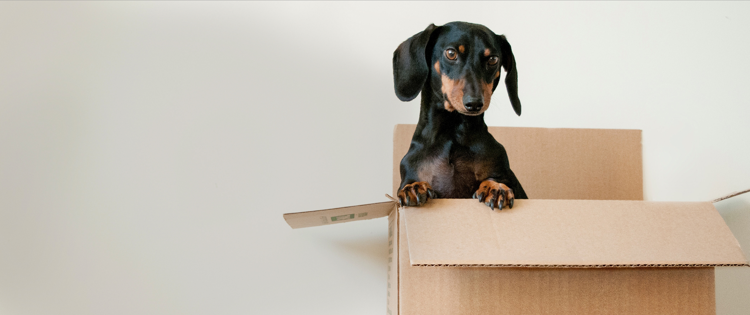 Black dachsund peeking out of a cardboard box