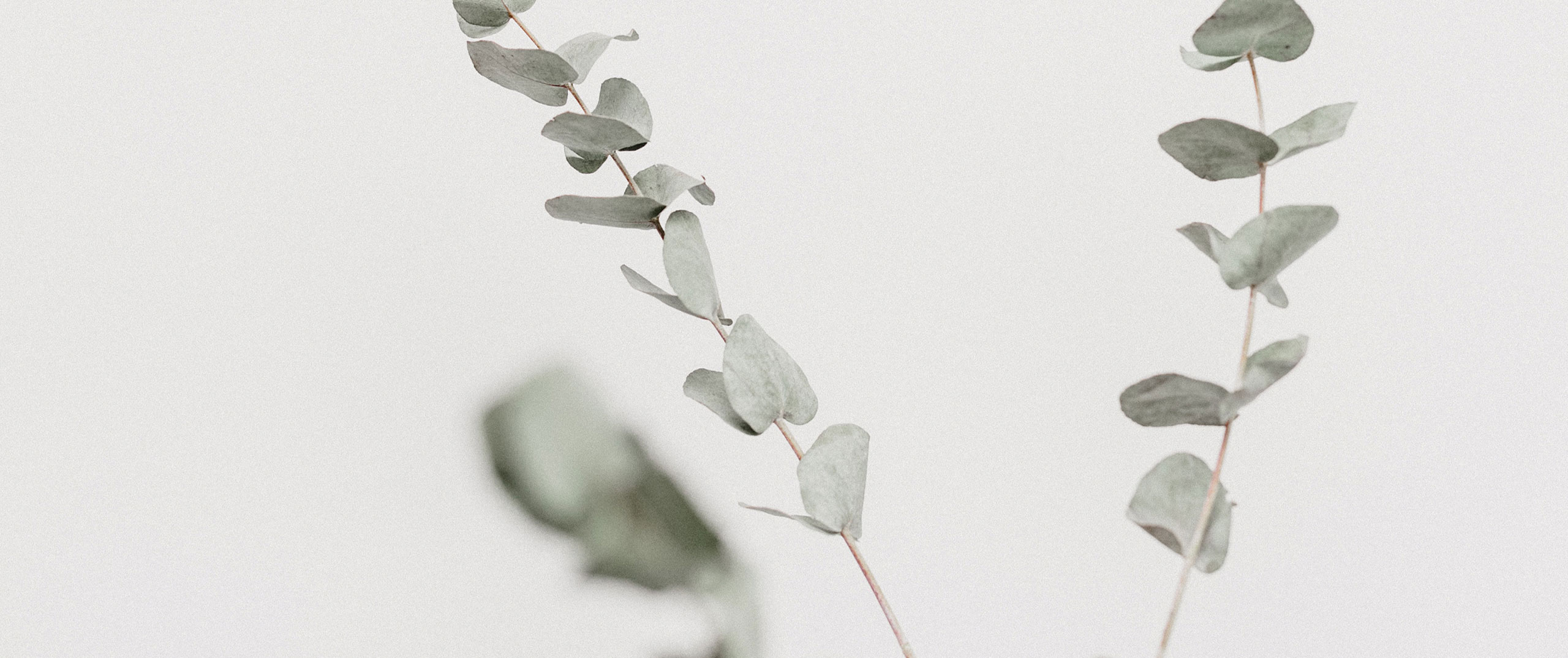 Eucalyptus branches
